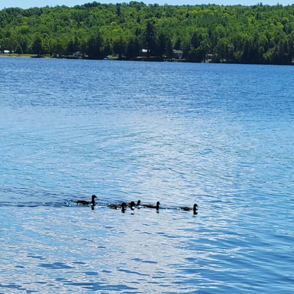 Lake with ducks