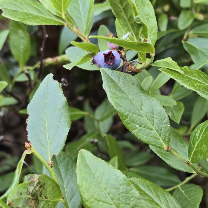 Blueberry branch